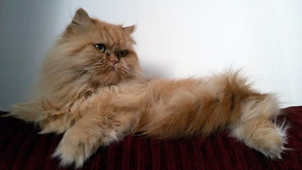 Persian Cat KALI - Photo by Mohammad-Reza Sabetghadam / Persian Dutch Network